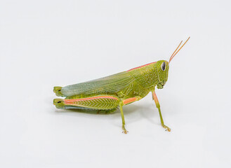 Isolated Showy Grasshopper