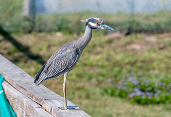 Yellow-crowned Night Heron