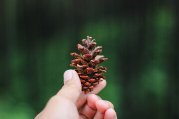 pine cones in hands