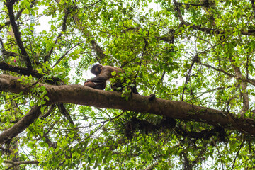 SÃO PAULO, SP, BRAZIL - FEBRUARY 03, 2024: Capuchin monkey opening a coconut at Horto Florestal in Alberto Lofgren State Park, better known as Horto Florestal (Forest Garden).
