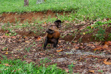 SÃO PAULO, SP, BRAZIL - FEBRUARY 03, 2024: Capuchin monkey carrying a coconut in Horto Florestal in Alberto Lofgren State Park, better known as Horto Florestal (Forest Garden).