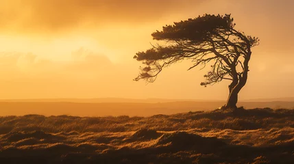 Fotobehang Árvore solitária desafia adversidade em paisagem vasta e árida com silhueta marcante sob horizonte dourado ao pôr do sol © Alexandre