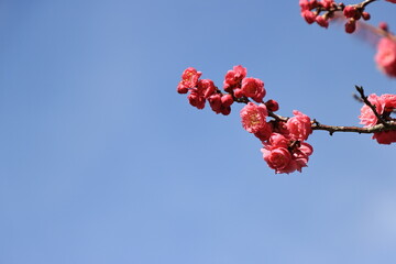 梅の花