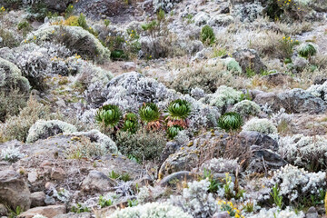 Enchanted Frost: The Frozen Lobelia Deckeni of Kilimanjaro’s Dawn