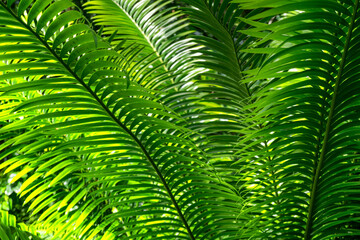 Stroll along the boardwalk through the lush rainforest of the Cairns region, Queensland, where verdant foliage and vibrant wildlife await.