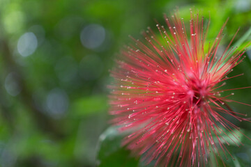 Intricate details of a botanical garden in Far North Queensland reveal exotic plants, vibrant...