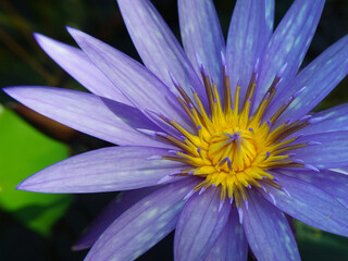 Intricate details of a botanical garden in Far North Queensland reveal exotic plants, vibrant...