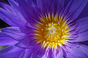Intricate details of a botanical garden in Far North Queensland reveal exotic plants, vibrant...