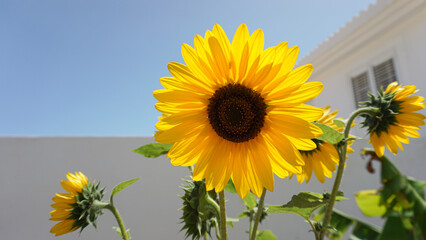 Radiant Sunflower Under Blue Sky