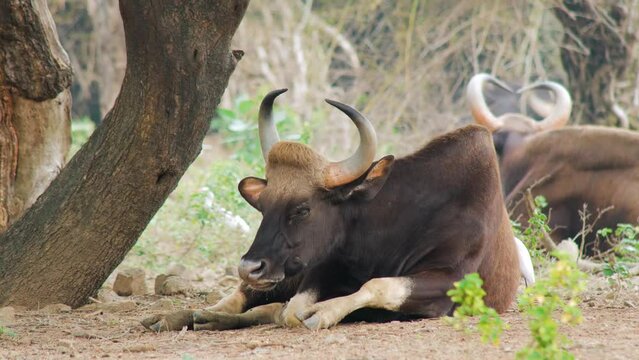 The gaur, also known as the Indian bison, is a bovine native to South Asia and Southeast Asia, and has been listed as Vulnerable on the IUCN Red List since 1986.