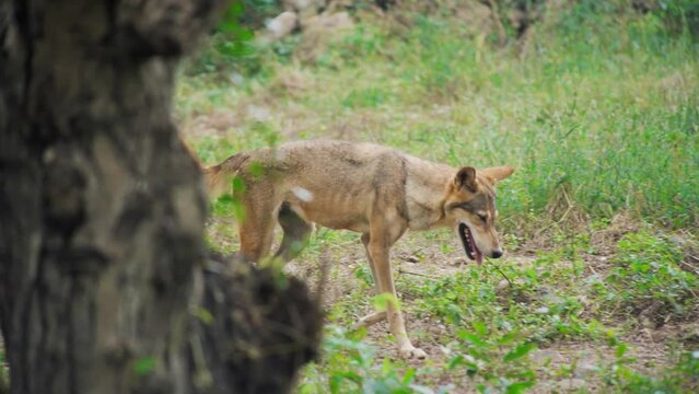 jackals in the wild