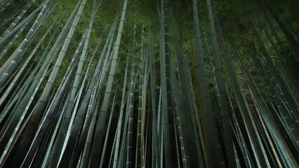 京都夜の竹林