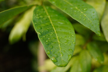Close-up of dew droplets over on fresh green natural leaves in raining season in sunlight