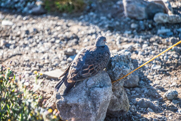 Morning Light Captures Dove Resting on Rocky Terrain