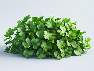 Obraz premium bunch of coriander isolated on white