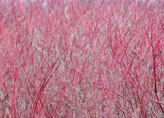 Close-up dense red osier dogwood bush in winter. Concept of vitality.
