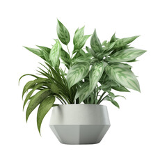 Lush Green Potted Plant Displayed Against a Clean White Background
