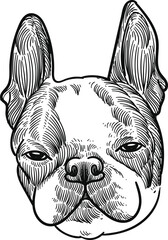 Vintage hand drawn sketch Boston terrier dog 
head - obrazy, fototapety, plakaty