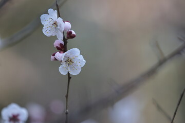 梅の花