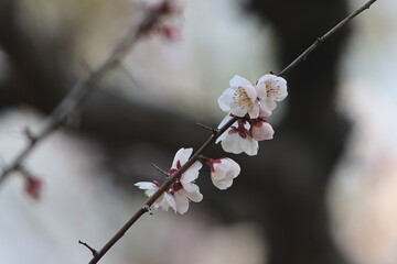 梅の花