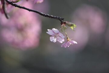 河津桜