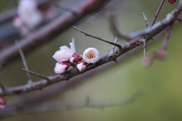 河津桜