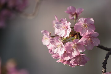 河津桜