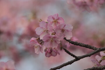 河津桜