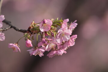河津桜