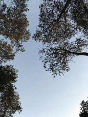 blue morning sky with tropical rainforest trees in the foreground