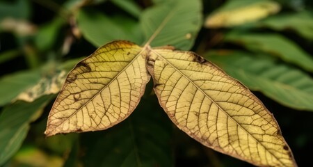 Autumn's whispers - A leaf's final dance