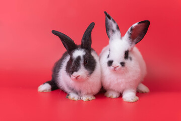 Cute fluffy white and black Easter bunny. Crouching side by side on a red background It is a pet...