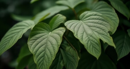  Vibrant green leaves in a close-up shot, perfect for nature-themed content