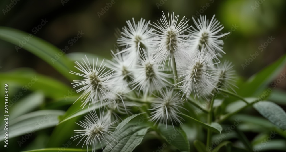 Sticker  Freshly bloomed white flowers in a lush garden