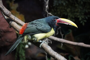 Green aracari - toucan perched on a branch - located in the northern region of south America 