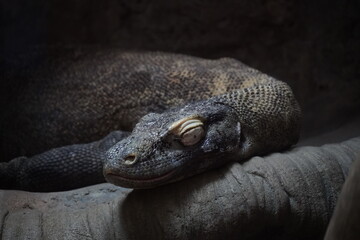 Komodo dragon sleeping - Komodo dragons are limited to a few Indonesian islands