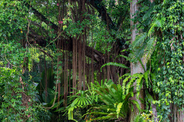 Intricate details of a botanical garden in Far North Queensland reveal exotic plants, vibrant...