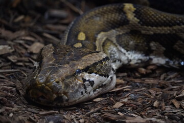 The Burmese python indigenous range is Northeastern India, East through southern China, Southeast Asia and the Malay Peninsula. They are also an invasive species to the United States. 
