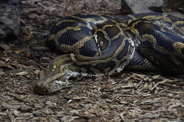 The Burmese python indigenous range is Northeastern India, East through southern China, Southeast Asia and the Malay Peninsula. They are also an invasive species to the United States. 