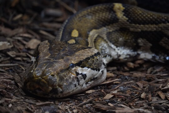 The Burmese python indigenous range is Northeastern India, East through southern China, Southeast Asia and the Malay Peninsula. They are also an invasive species to the United States. 