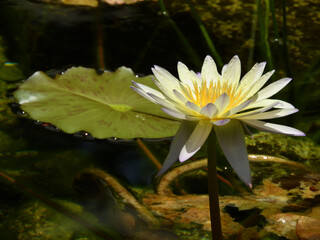 Intricate details of a botanical garden in Far North Queensland reveal exotic plants, vibrant...
