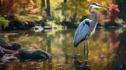 Foto op Plexiglas A heron wading in a shallow pond. © Muhammad