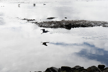 Heron flying with reflection in water. Sequence 3
