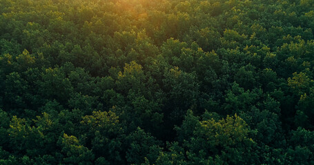 Aerial forest view nature landscape green trees