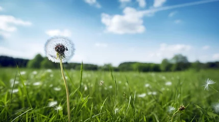 Fotobehang A lone dandelion in a field of grass. © Muhammad