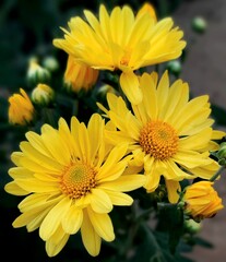 yellow flowers in the garden