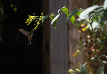 Secuencia de vuelo de Picaflor, colibri © camilysdla