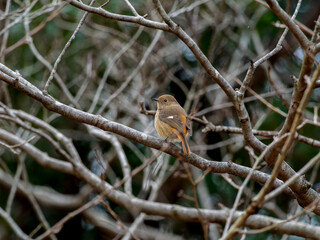 木の枝にとまるジョウビタキのメス