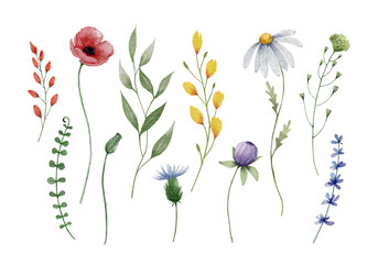 Set of Watercolor Wild Flower