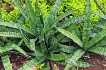 Striped Mother-in-law's Tongue's green leaf (Sansevieria trifasciata)